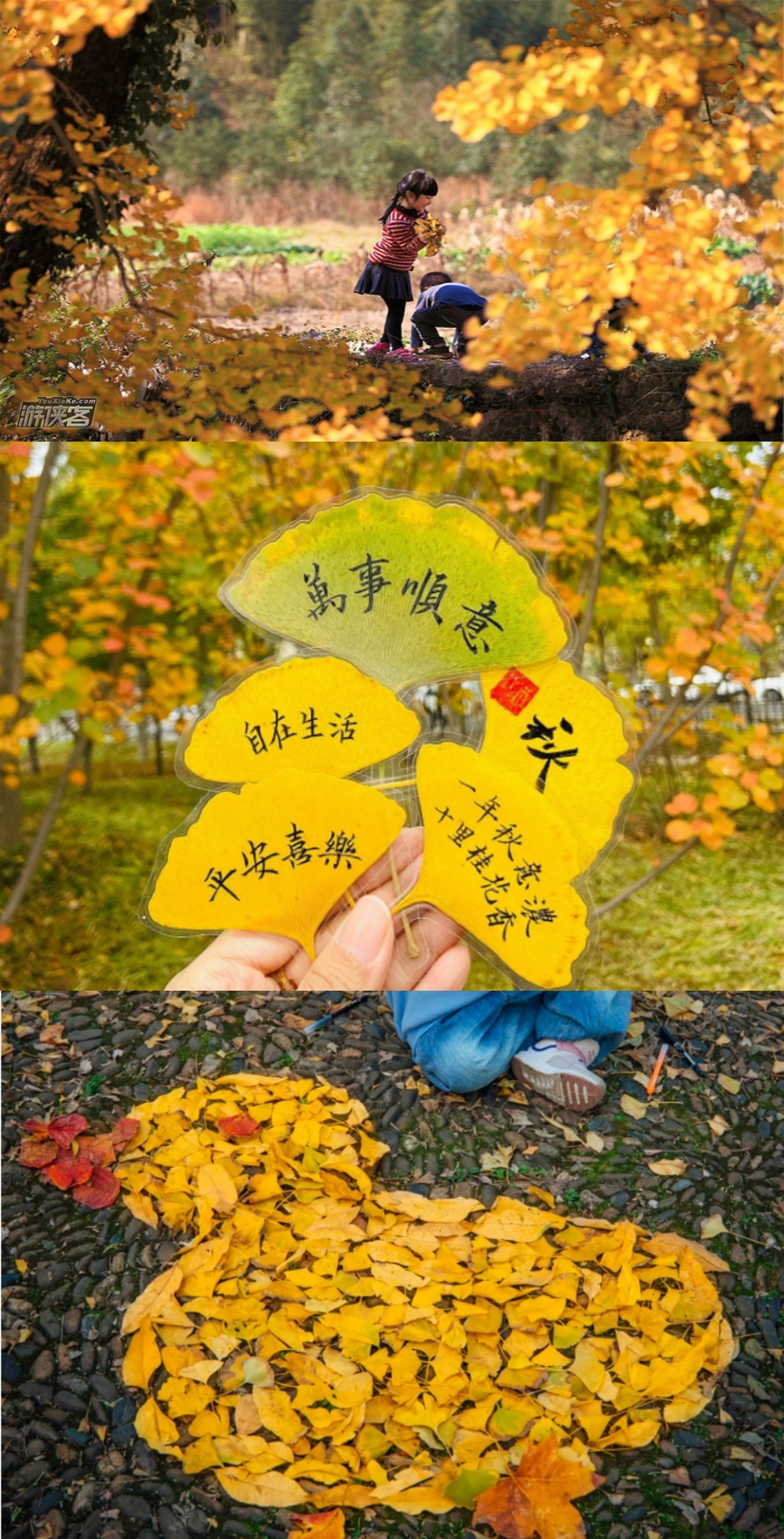 亲子·长兴古银杏 | 金秋十里银杏，林间野趣三项挑战