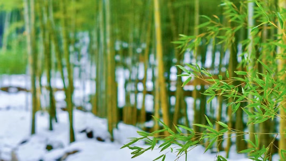 冰雪·鸬鸟山丨预报降水降温，雪景雾凇概率大增！