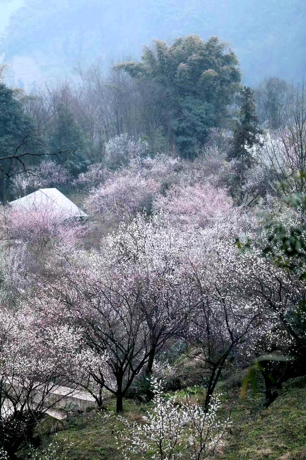 春天花事·天车坡梅林花海+药师岩摩崖石刻