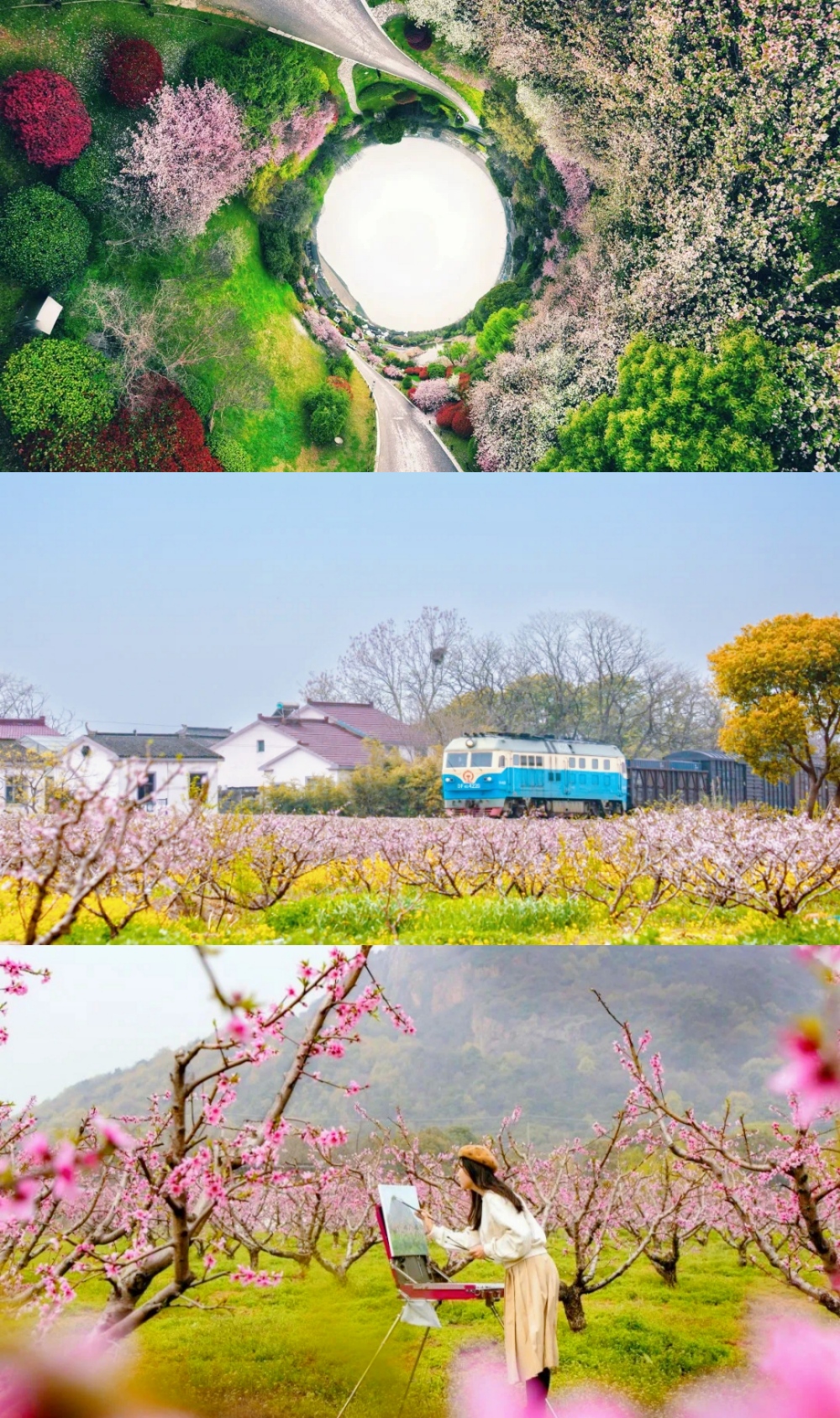 亲子·鼋头渚樱花丨三月奇遇双花,万株樱花片成海