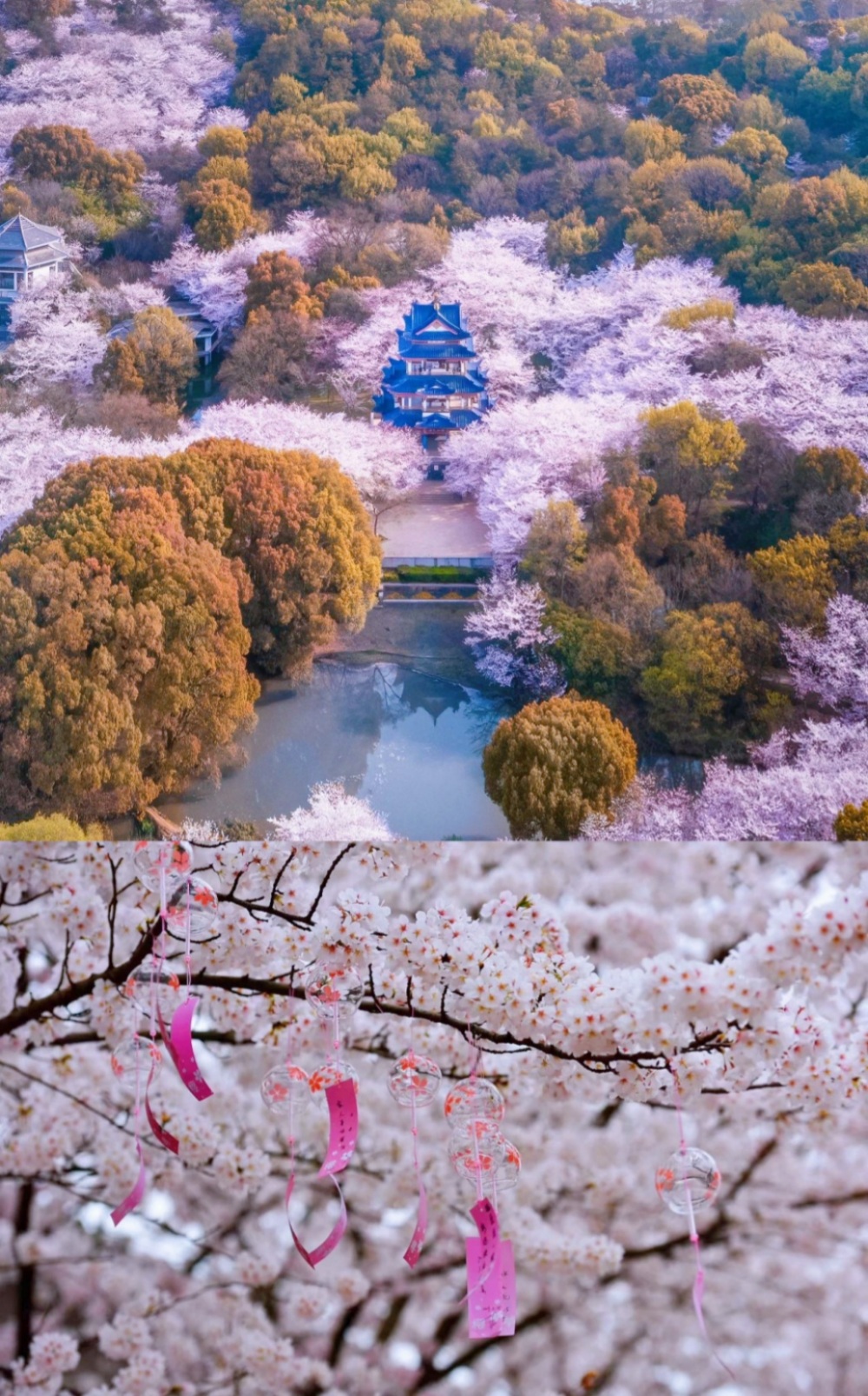 亲子·鼋头渚樱花 | 三月奇遇双花,万株樱花片成海