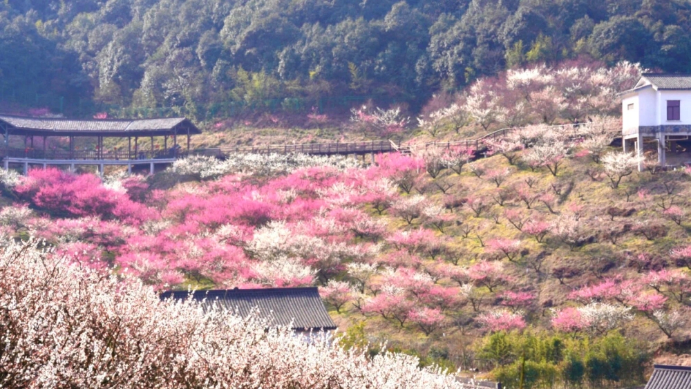 西塞山梅花节丨江南赏梅地,含原乡小镇门票!