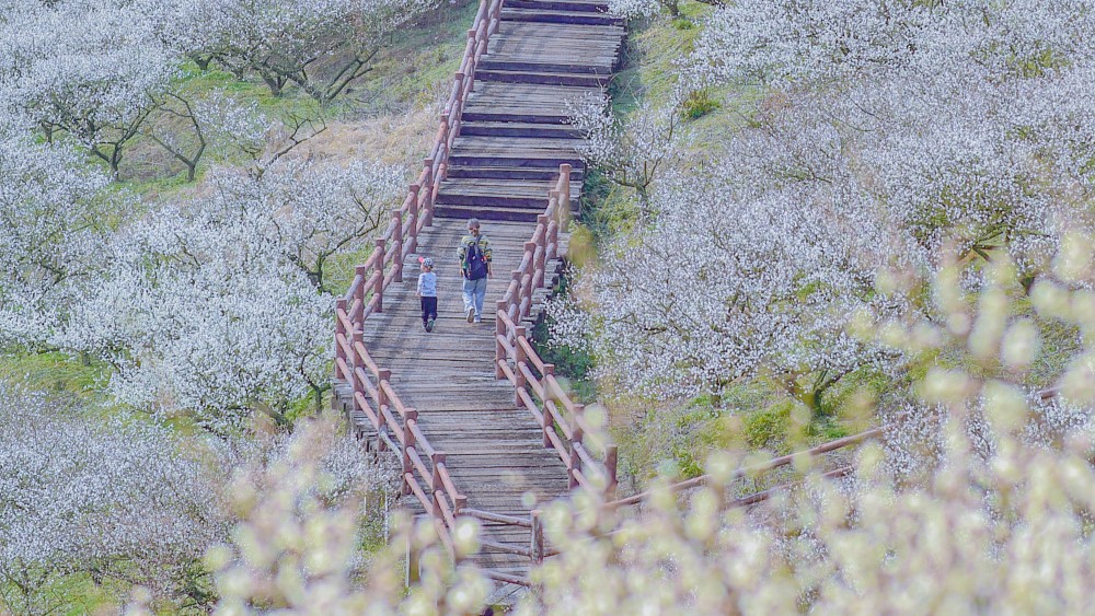 西塞山梅花节丨江南赏梅地,含原乡小镇门票!