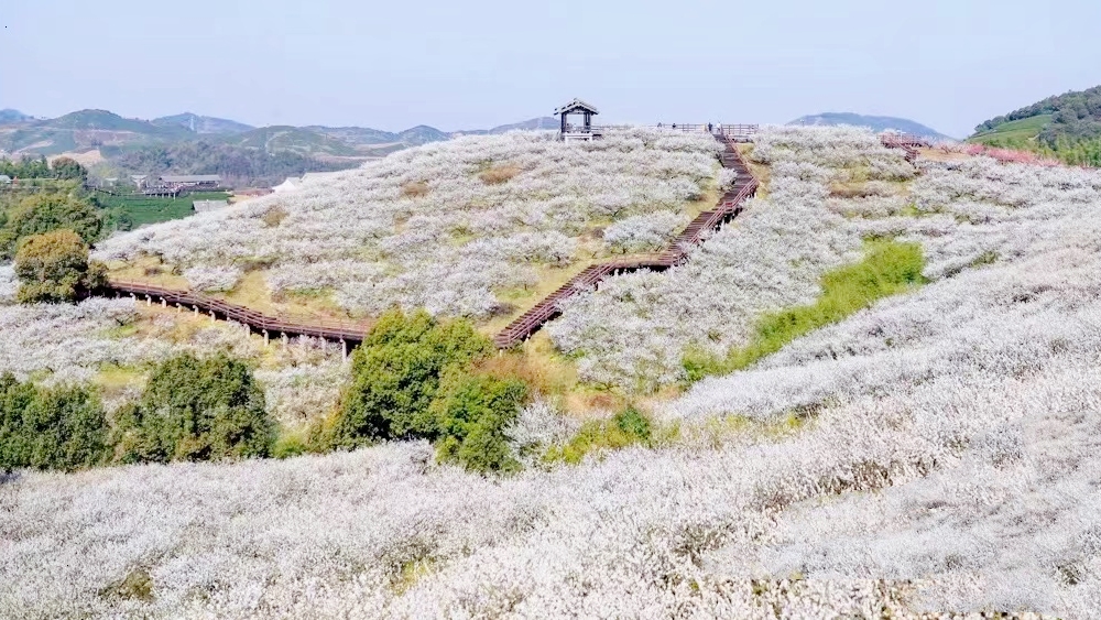西塞山梅花节丨江南赏梅地,含原乡小镇门票!