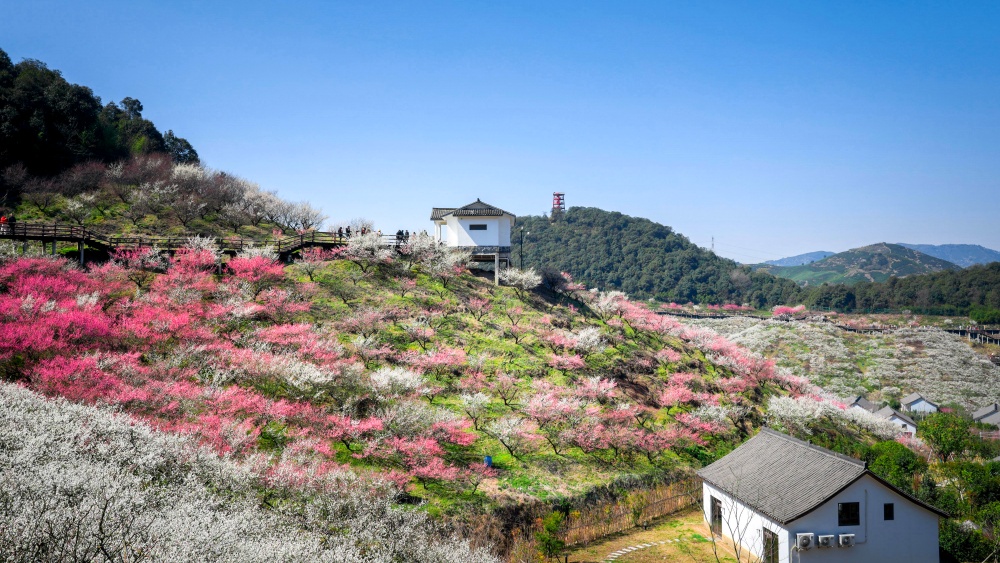西塞山梅花节丨江南赏梅地,含原乡小镇门票!