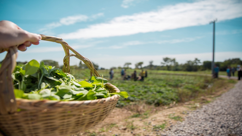 江宁植树节·踏青植树,徒步十里长山凹,做环保卫士
