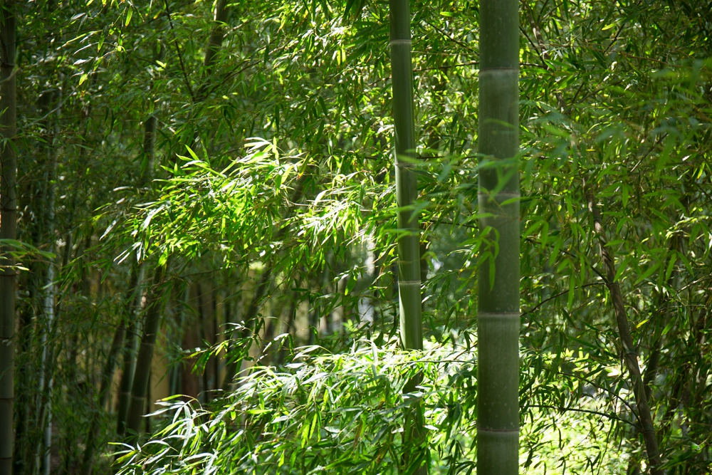 游侠研学·夏日安吉|漫游竹海,与大熊猫面对面