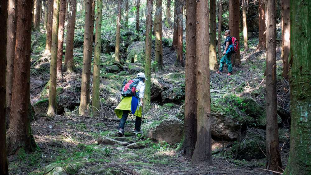 开路先锋·风洞岩茶马古道 古道寻幽 丛林漫步