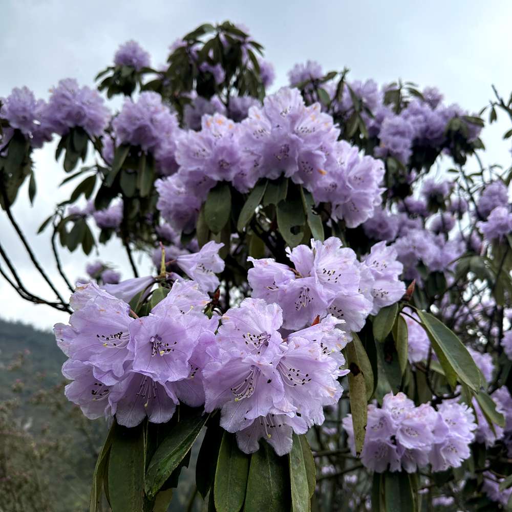疾速穿越·龙池杜鹃 暴走五十里 赏龙池高山杜鹃