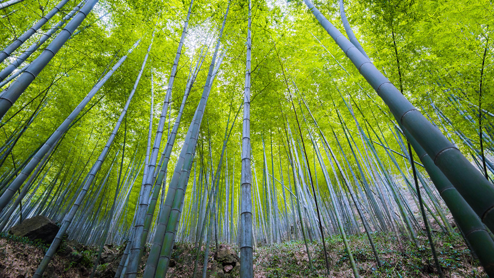 疾速追山·宜兴龙脊，穿越宜兴竹海，登顶苏南最高峰