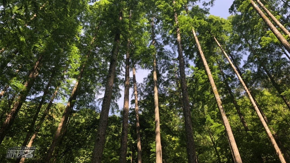 绿洲·牧心谷｜千岛湖秘屿，行走童话森林