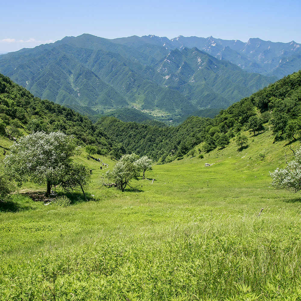 每周一山·华阳草甸、漫步天然牧场