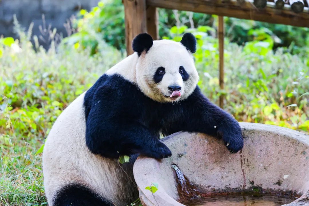 游侠研学·夏日安吉|漫游竹海,与大熊猫面对面