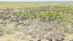 坦桑尼亚摄影·动物大迁徙10日 | 塞伦盖蒂连住