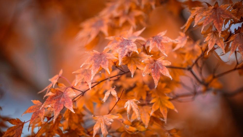 一叶知秋·玉渡山 | 京郊小瑞士休闲赏景1日