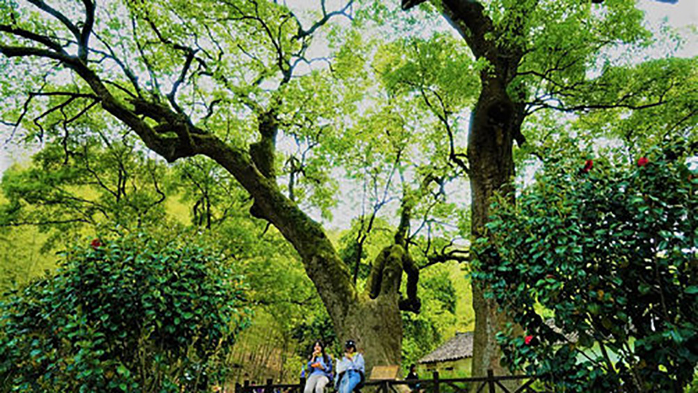 8周年特惠·山水慈溪|访方家河头村,探九龙飞瀑胜