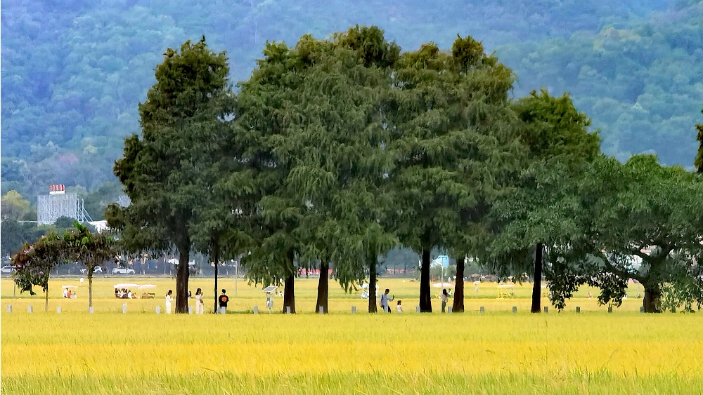 广东小喜洲丨崖口骑行追稻浪,邂逅秋日田园浪漫