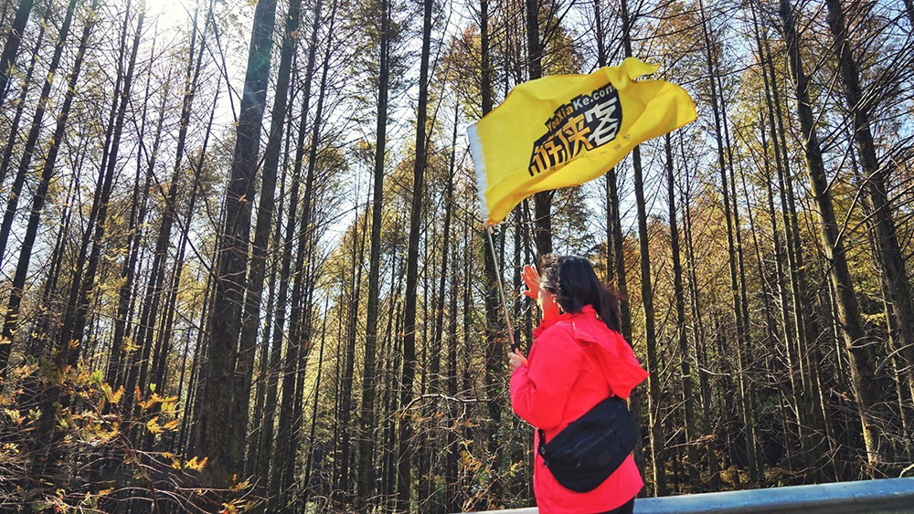 森呼吸·山王坪 漫步银杏林，感受杉林幽静！