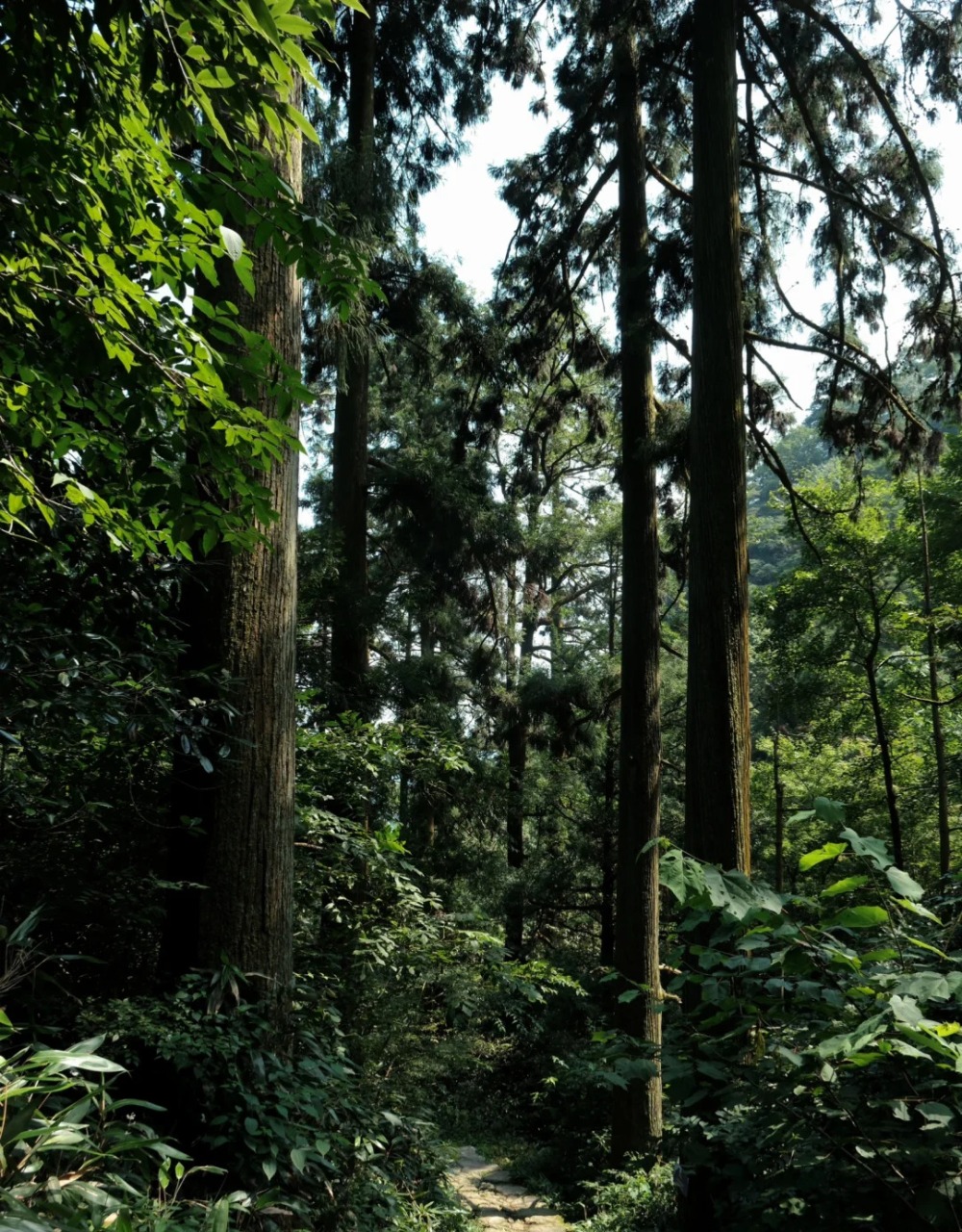 天目秘境·大树王国|步入天目秘境森林,祈福禅源寺