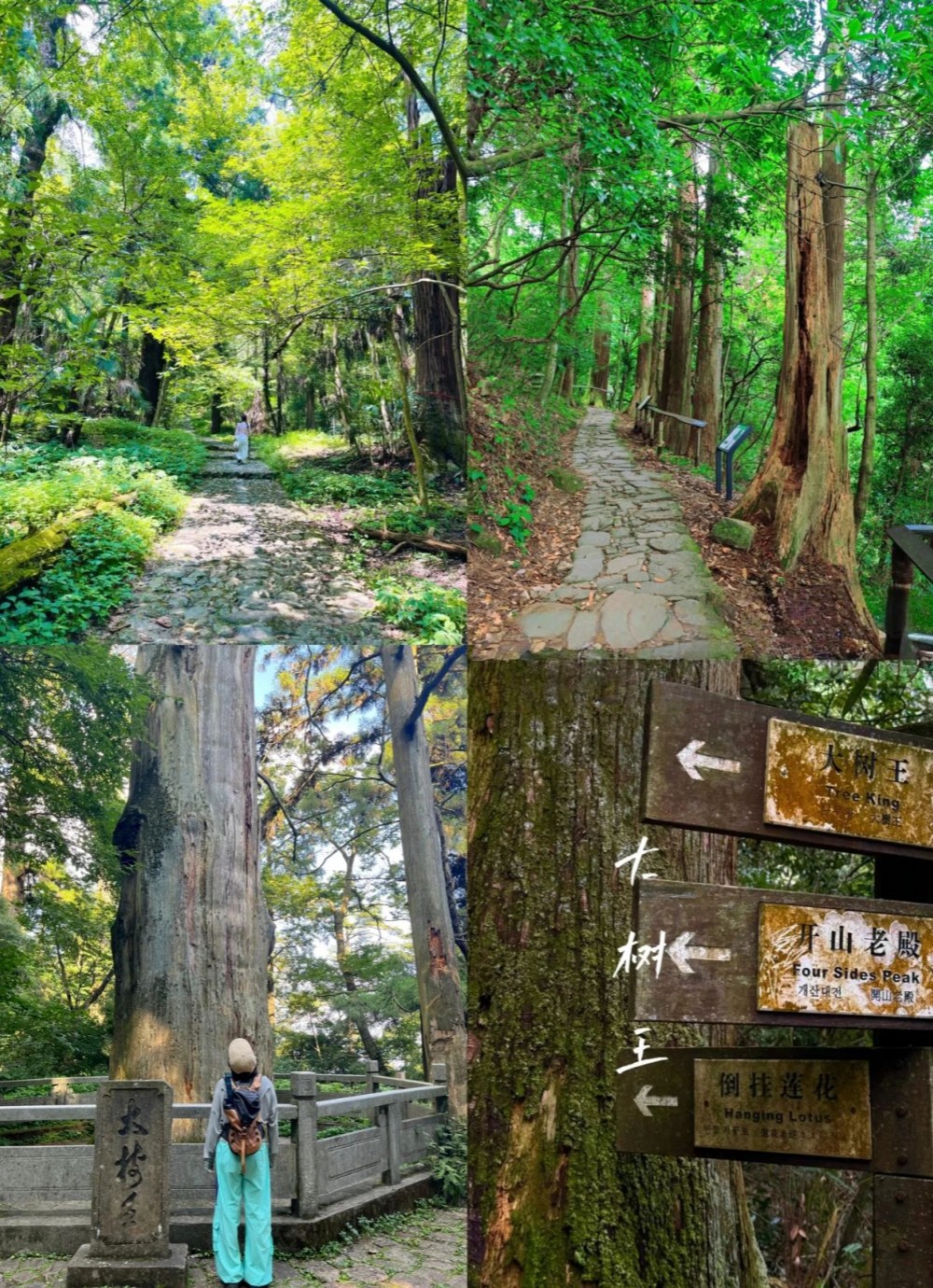 天目秘境·大树王国|步入天目秘境森林,祈福禅源寺
