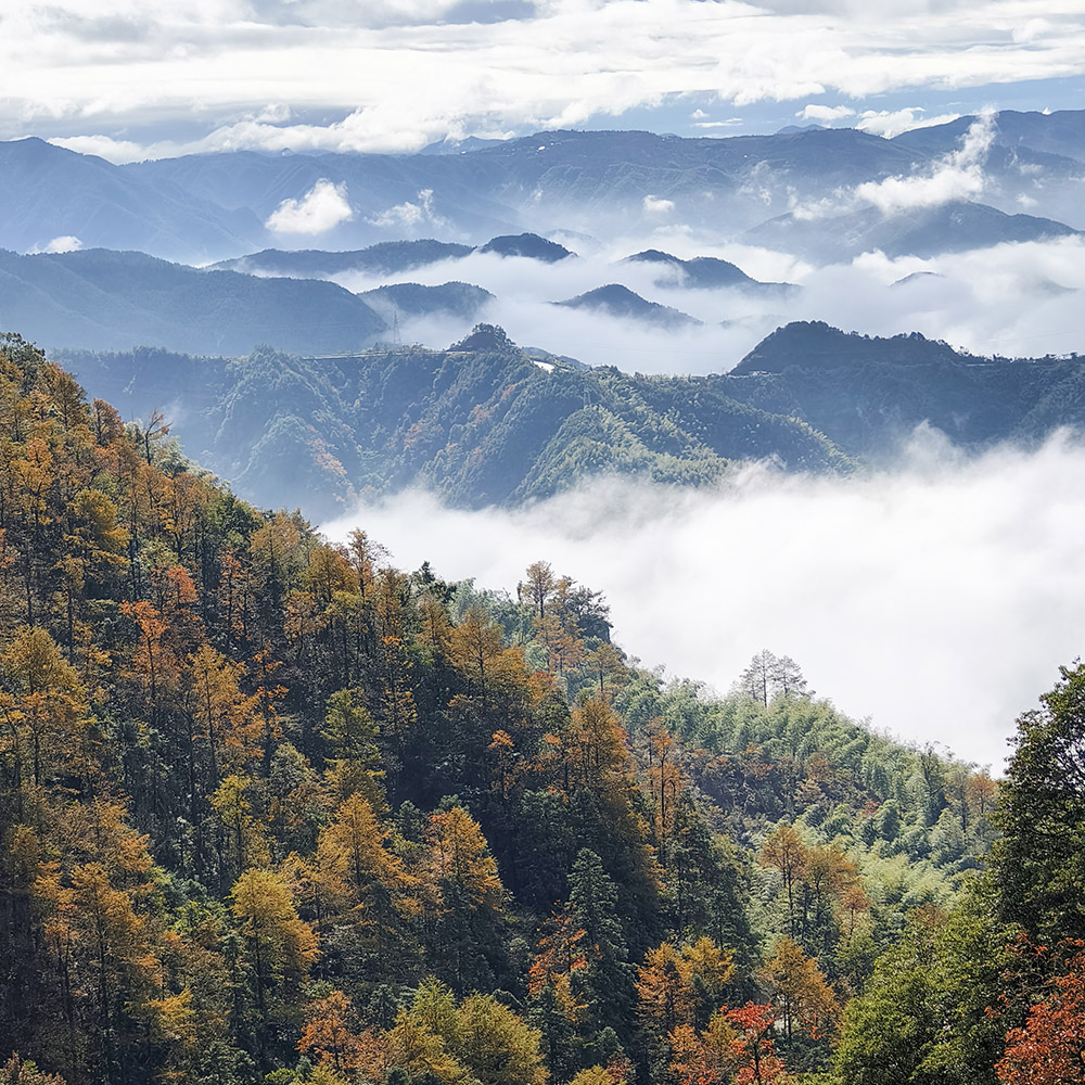 金秋松林·东岗山 | 静谧四明山区，秋日洒金金钱松