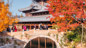 濮院织秋 | 福善寺千年古银杏,羊毛衫市场过秋冬