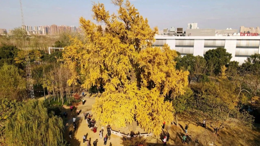 骑遇嘉定 | 打卡1号古银杏，共享单车友好