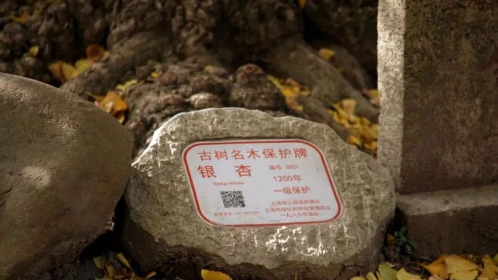 骑遇嘉定 | 打卡1号古银杏，共享单车友好