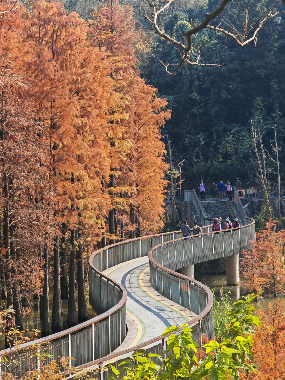 绿野环骑·青山湖|网红水杉林骑行,秋日环湖体验
