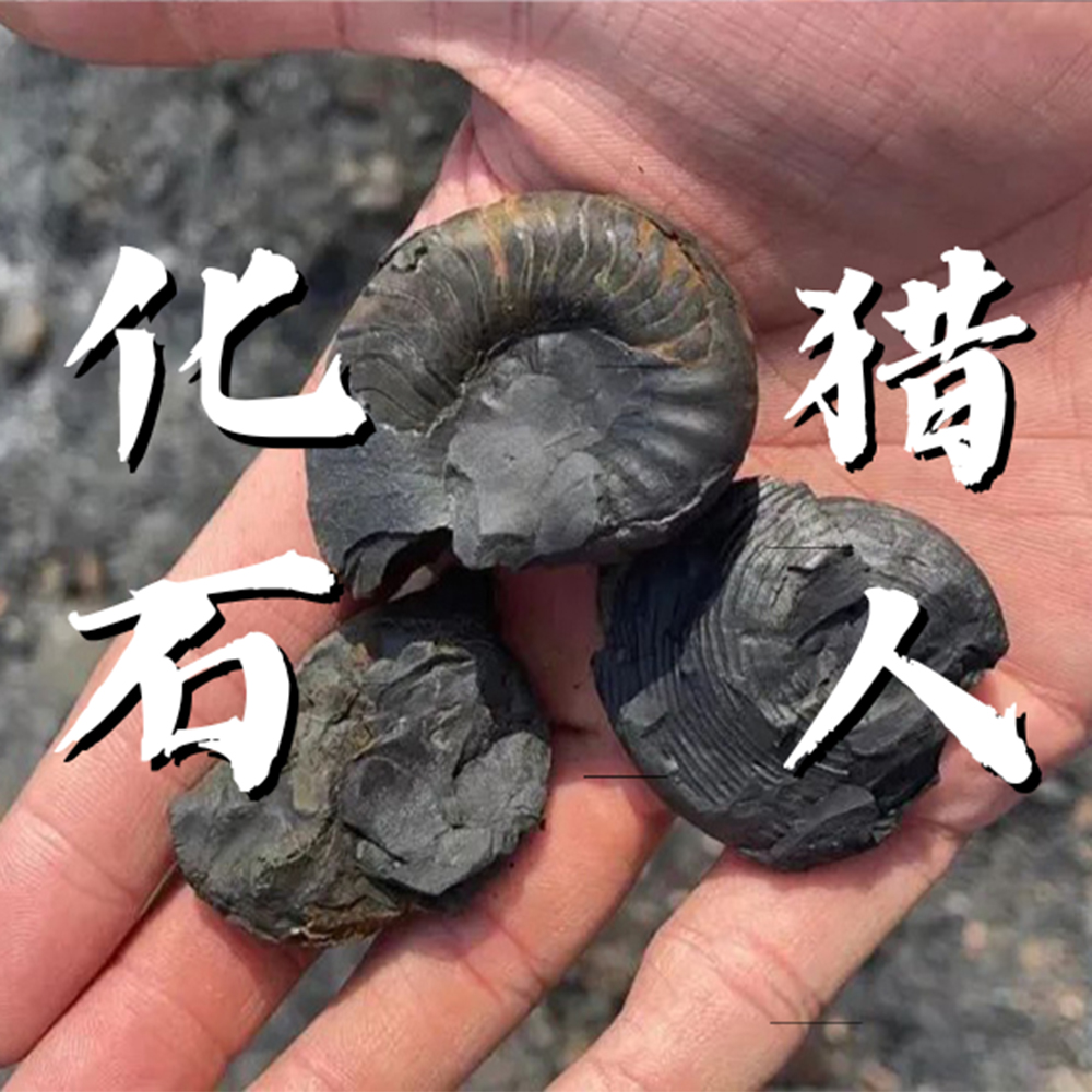 亲子·独立营·化石猎人1日 | 杭州宝藏化石带回家