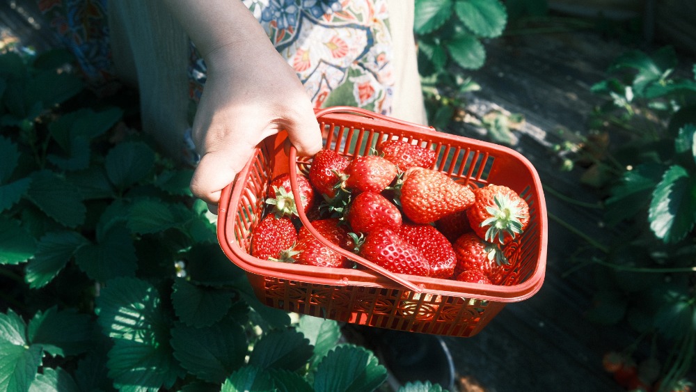 亲子·东山苜里峰 | 采橘子、放风筝,徒步赏太湖美景