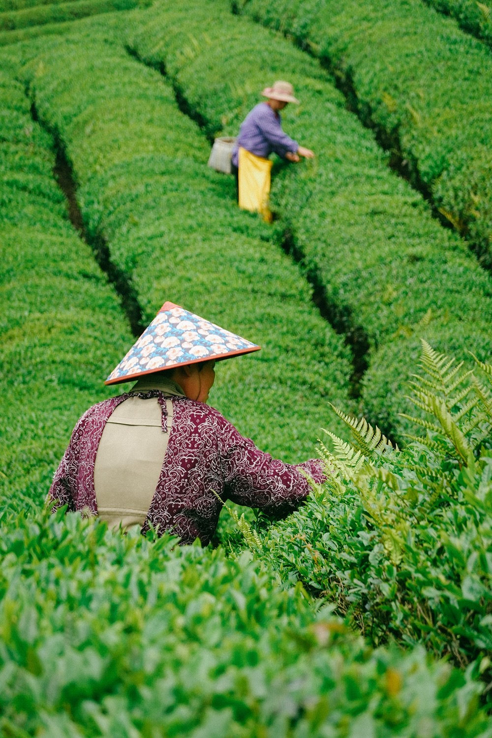 亲子·茶岭云松村|溪上竹筏,茶田竹趣,徒步云松
