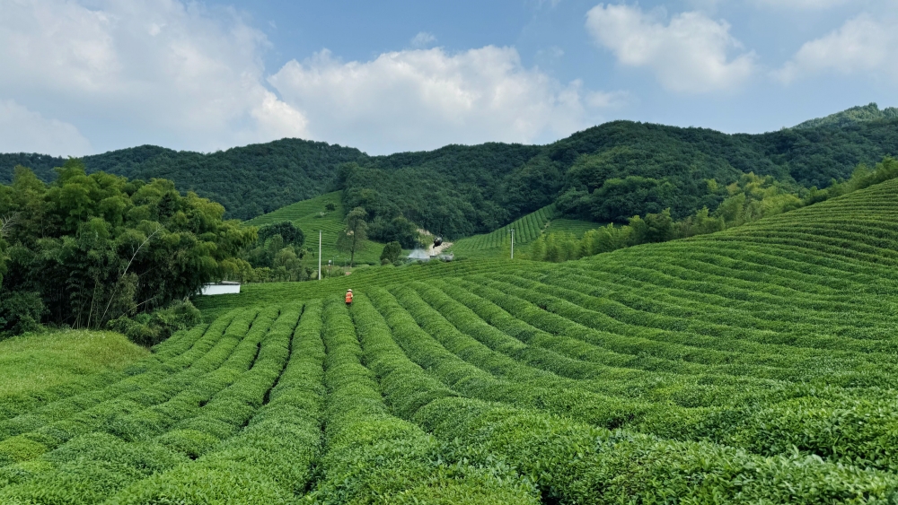 亲子·茶岭云松村|溪上竹筏,茶田竹趣,徒步云松