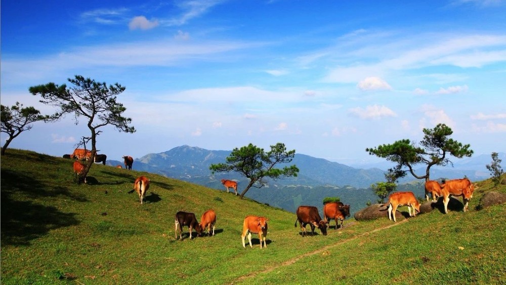 秘境八排山丨徒步广东喀拉峻,高山草甸