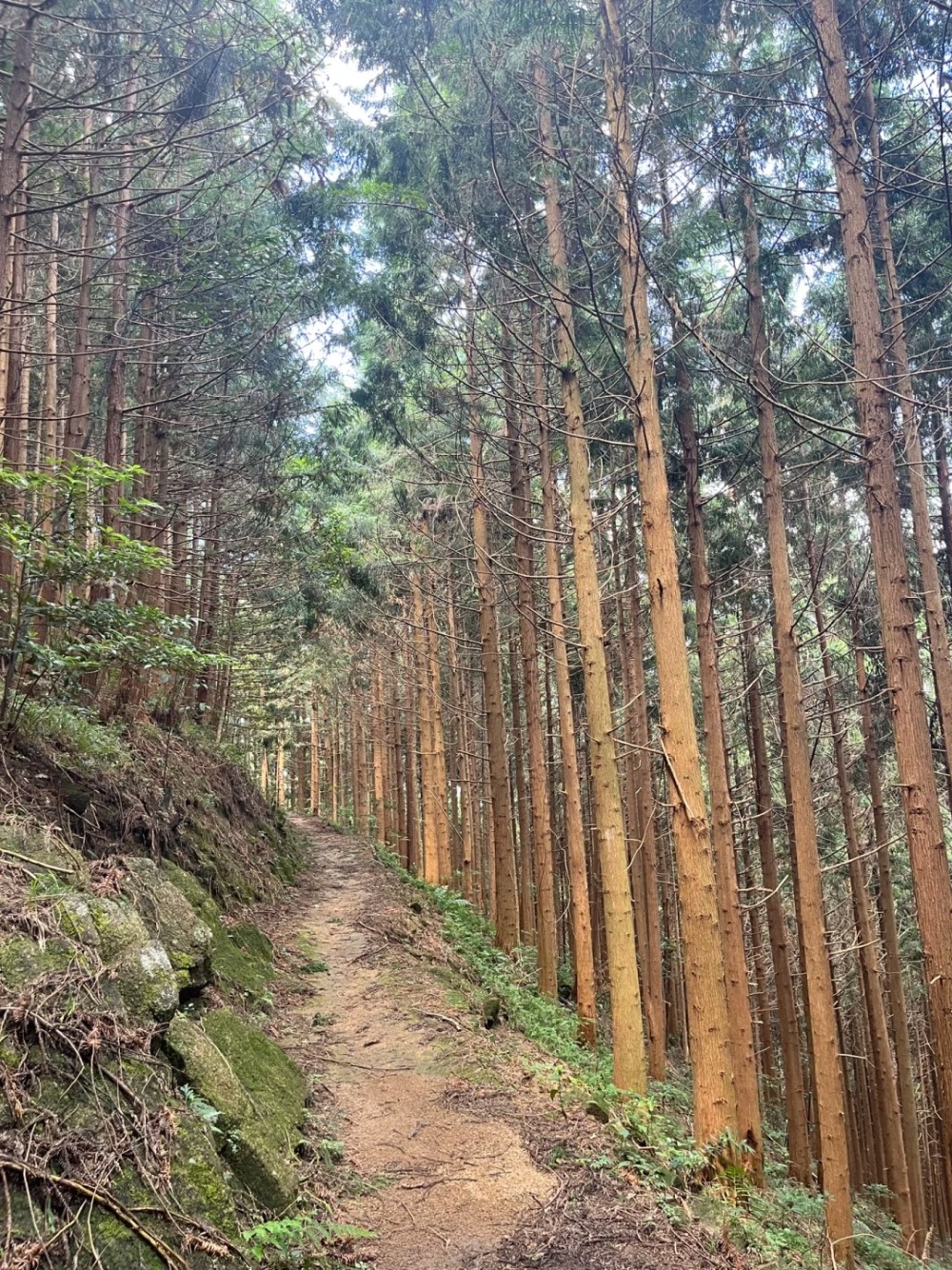 秘境八排山丨徒步广东喀拉峻,高山草甸