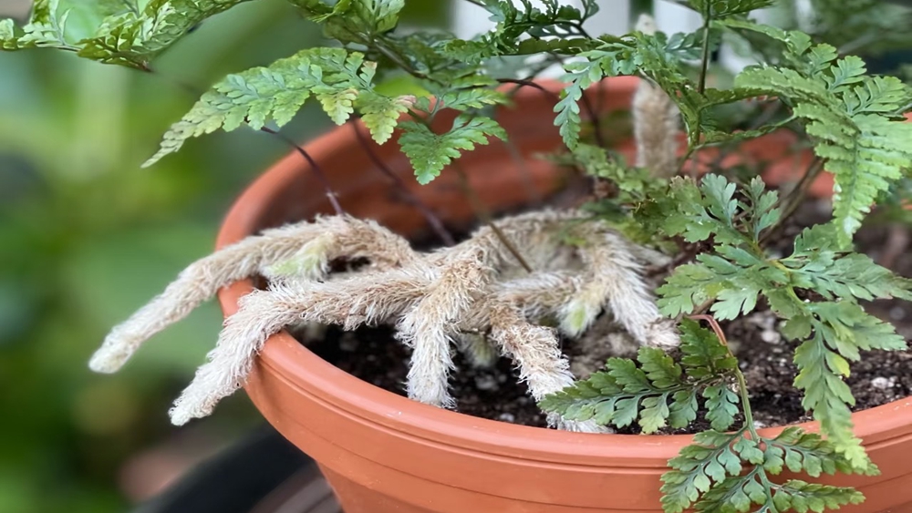 江宁植树节·踏青植树,徒步十里长山凹,做环保卫士