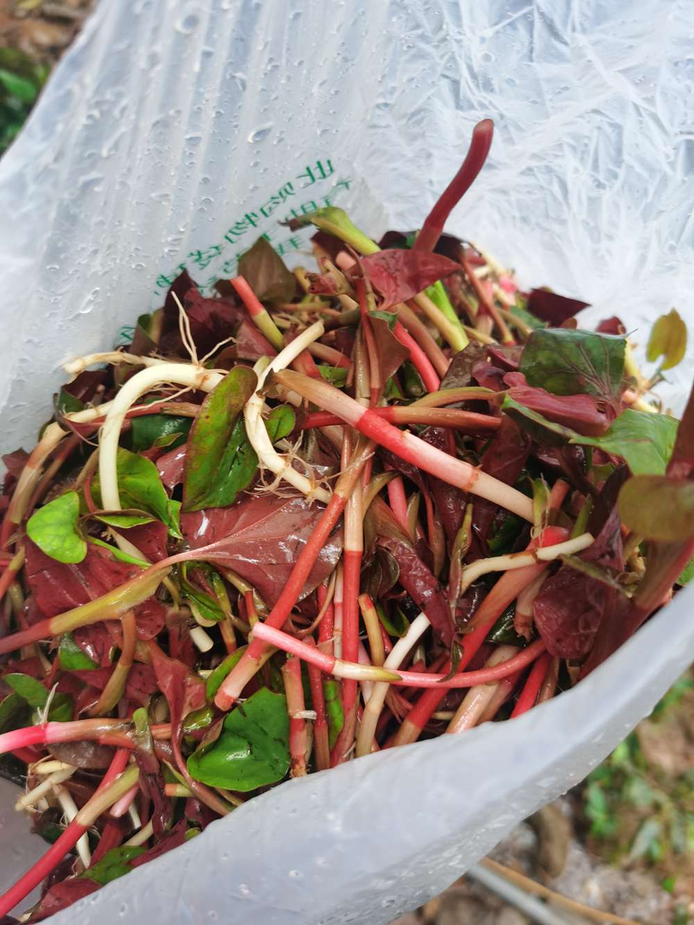 赏花打野·背煤古道丨春日踏青赏花 挖野葱折耳根