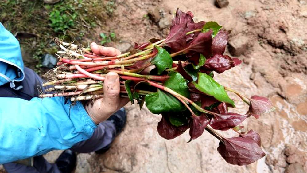 赏花打野·背煤古道丨春日踏青赏花 挖野葱折耳根