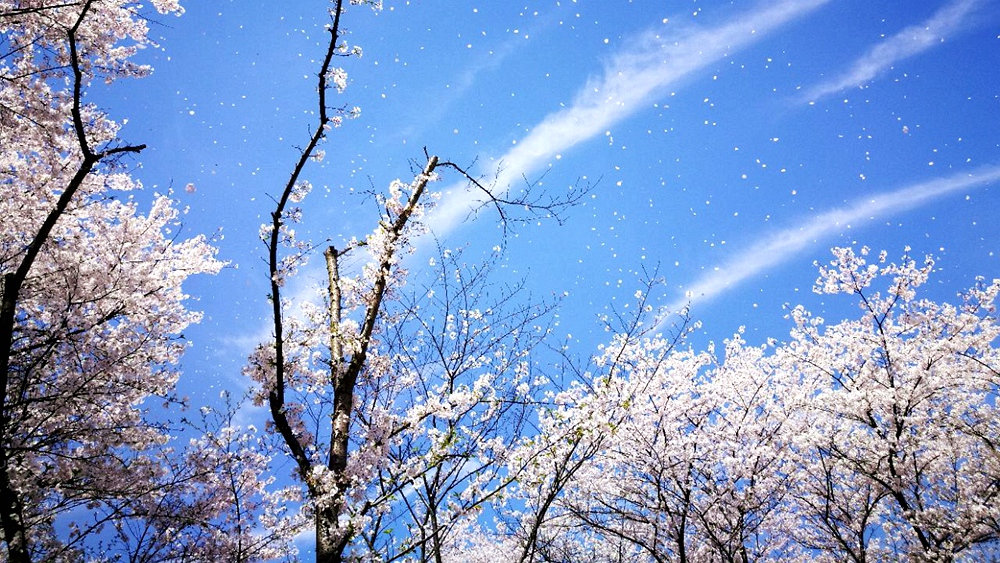 亲子·茶岭云松村|溪上竹筏,茶田竹趣,徒步云松