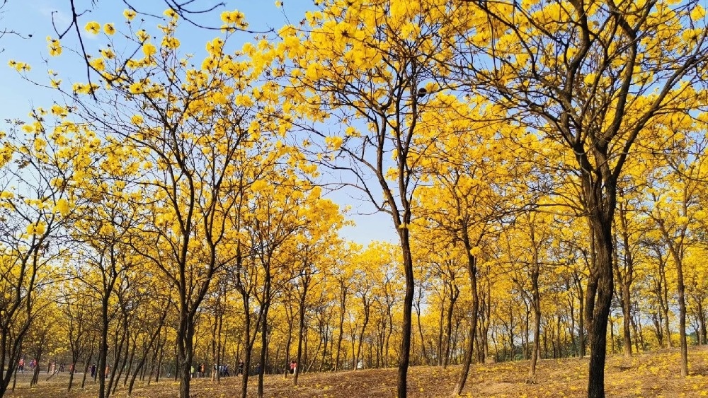 三水黄花风铃木丨游佛山长岐古村，赏黄花，食农家乐
