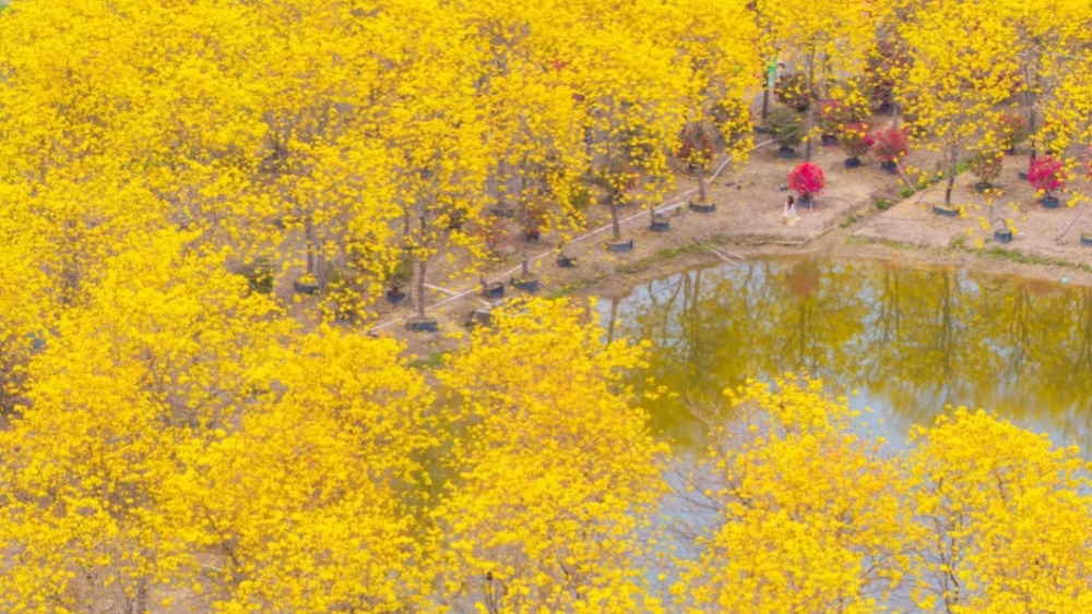 三水黄花风铃木丨游佛山长岐古村，赏黄花，食农家乐