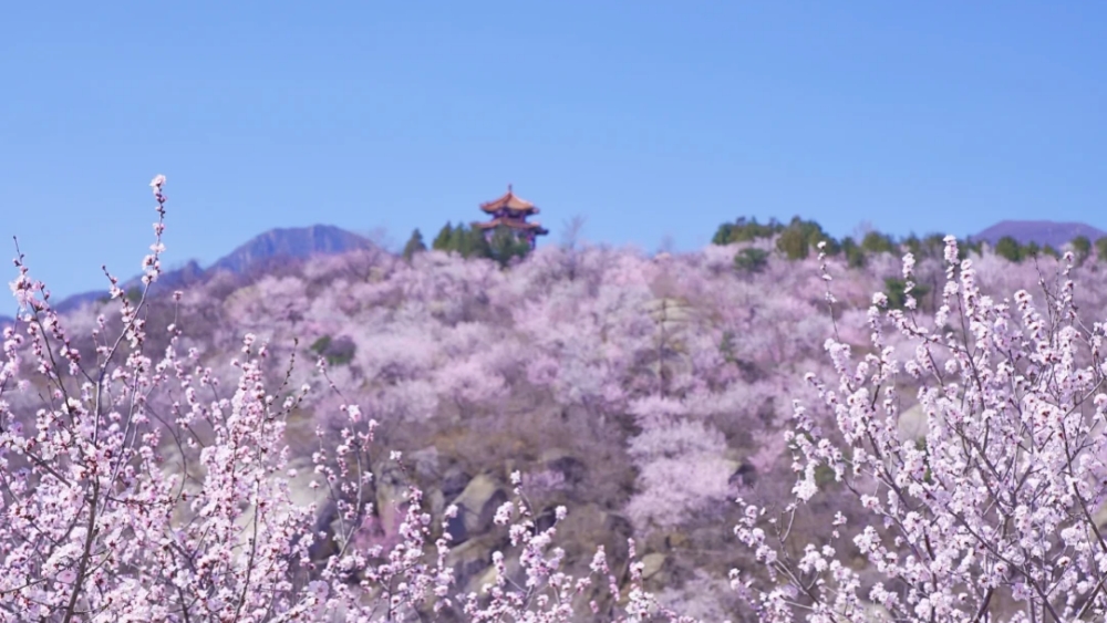 春天花事·白水寺丨观燕山化工，赏漫山桃花休闲1日