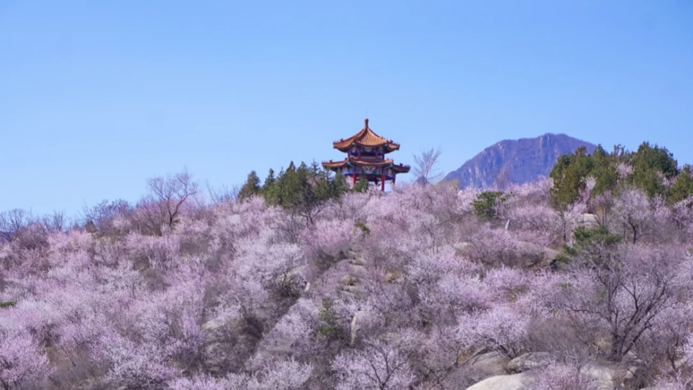 春天花事·白水寺丨观燕山化工，赏漫山桃花休闲1日