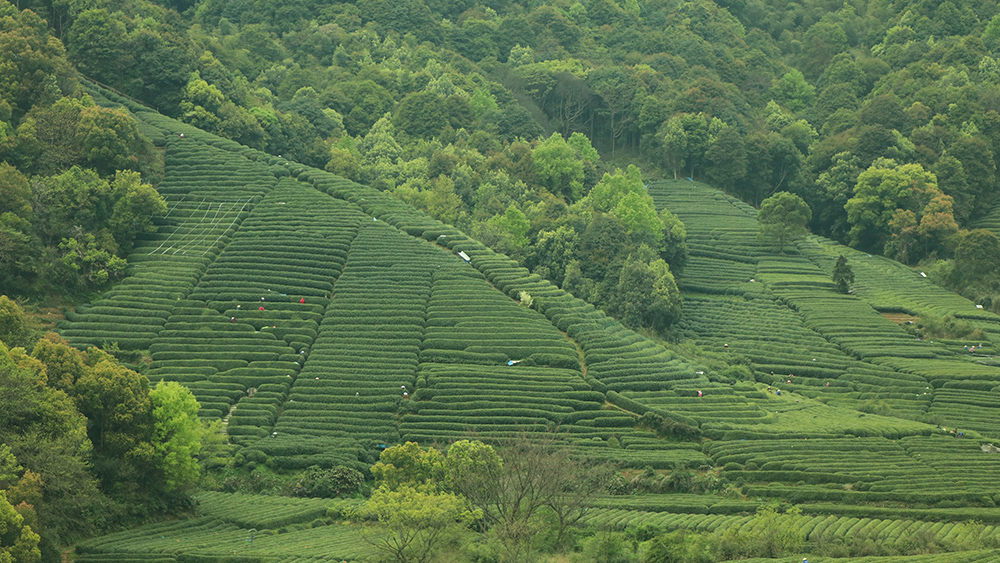 疾速·午潮山大环丨千亩茶田,打卡大洋坞水库