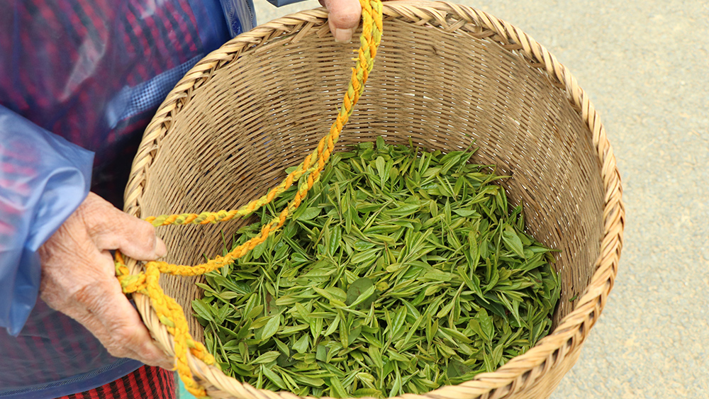 疾速·午潮山大环丨千亩茶田,打卡大洋坞水库