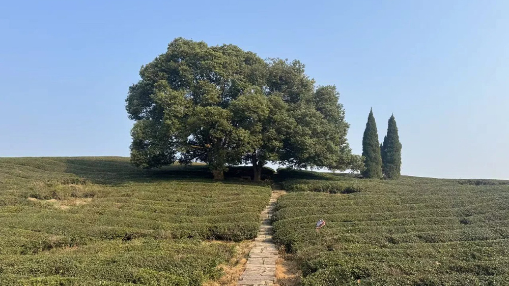 摆烂充电·森系露营｜清风自在，春日开摆！