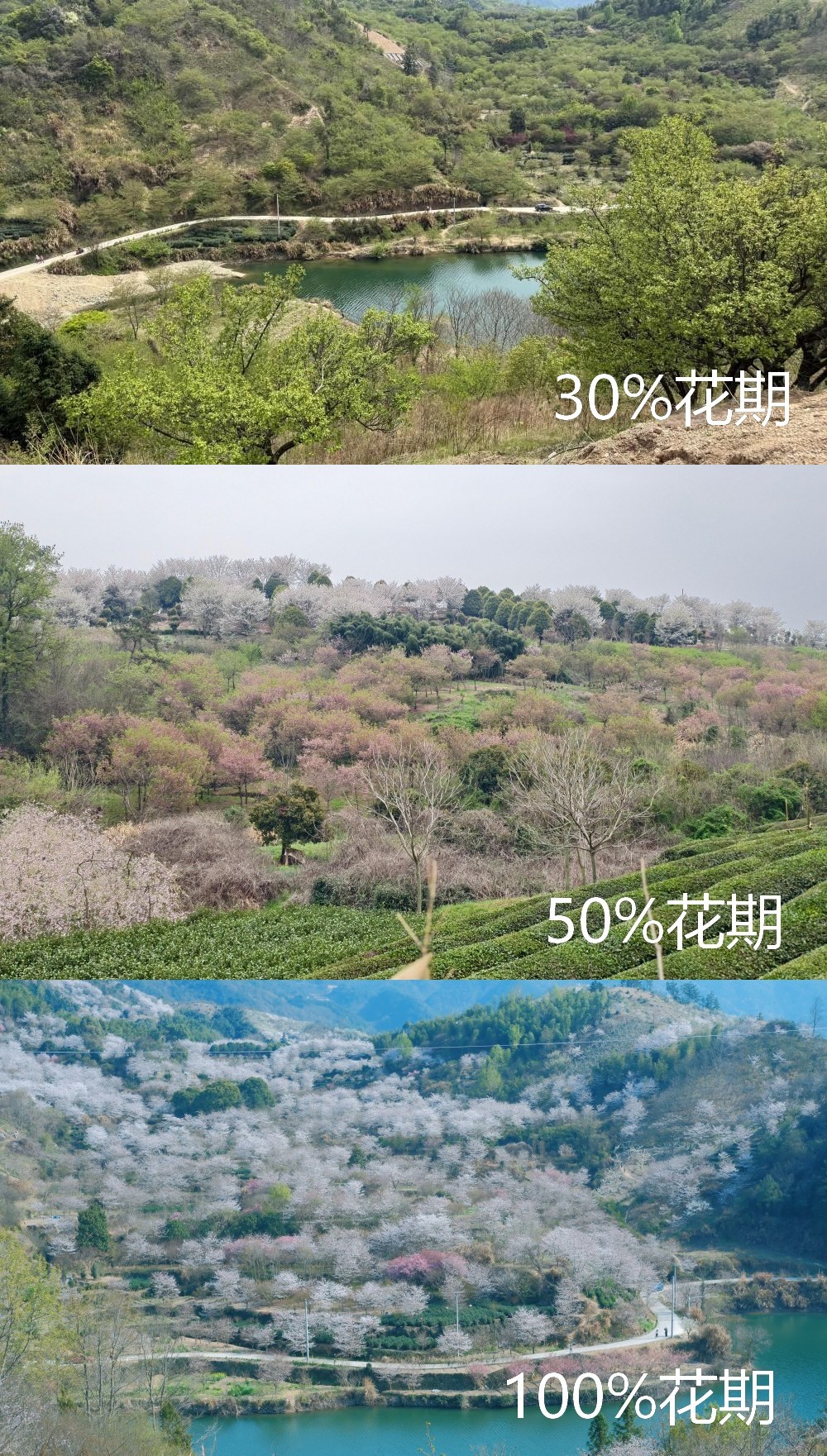 春纪·樱雨嵊州|搭乘樱花专列,开向清潭坑粉色海洋