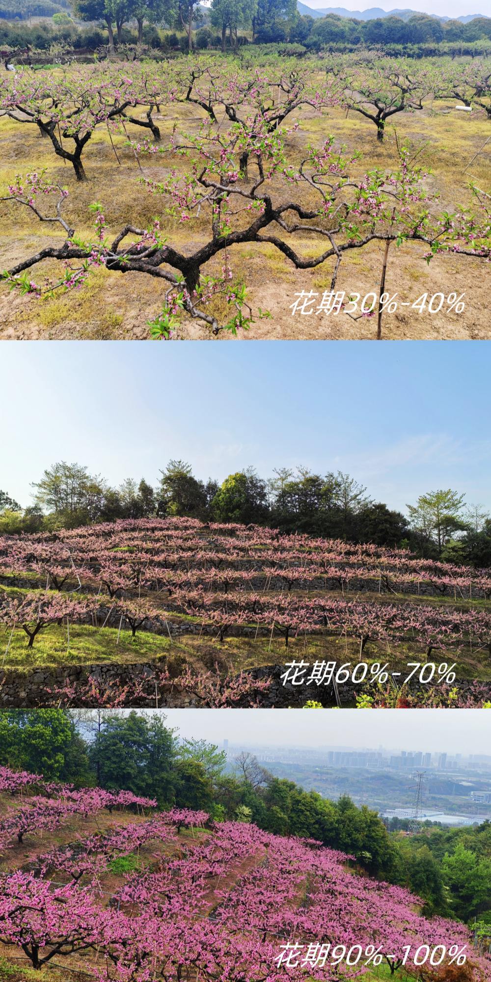 同山桃花|踏春同山古道,游奉化天下No.1桃园