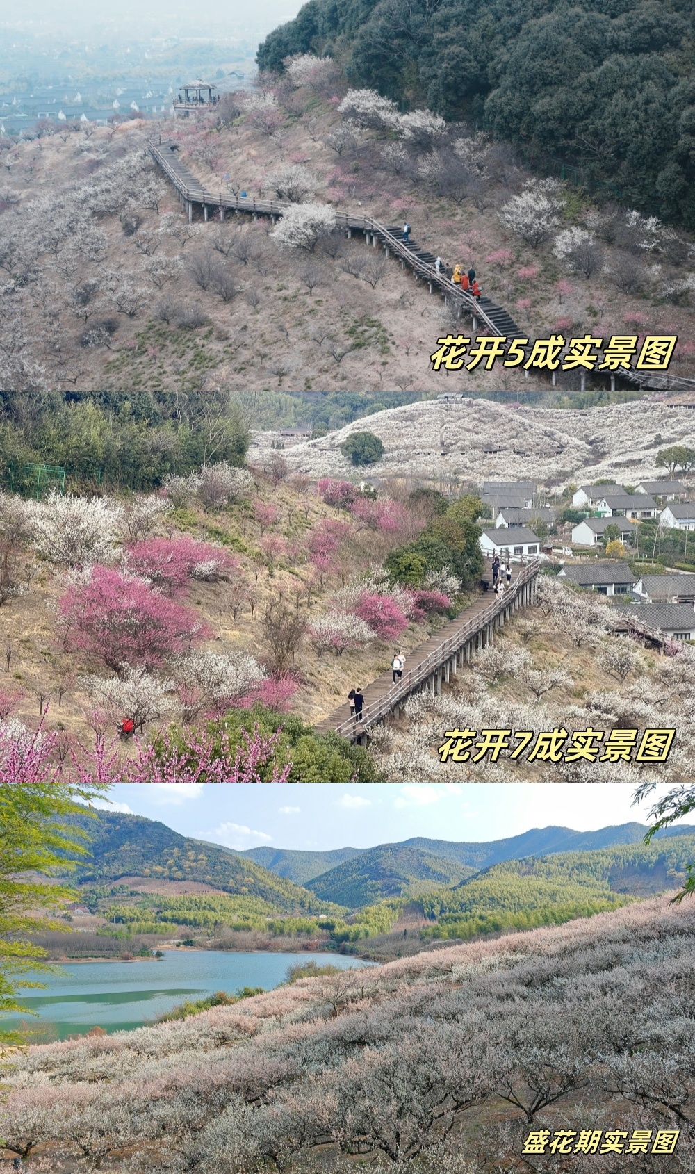 西塞梅香·陆羽古道|西塞山赏梅海,陆羽古道迎春来