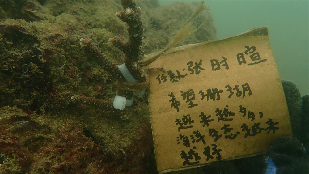 亲子·北海涠洲岛5日丨浪漫火山海岛，畅享海洋奇遇